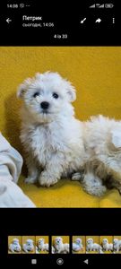 Цуценята мальтійської болонки