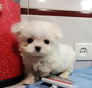 Цуцики мальтійської болонки