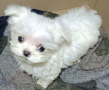 Цуцики мальтійської болонки