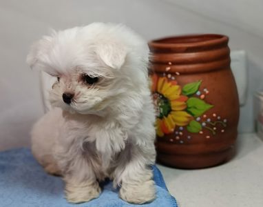 Цуценята мальтійської болонки