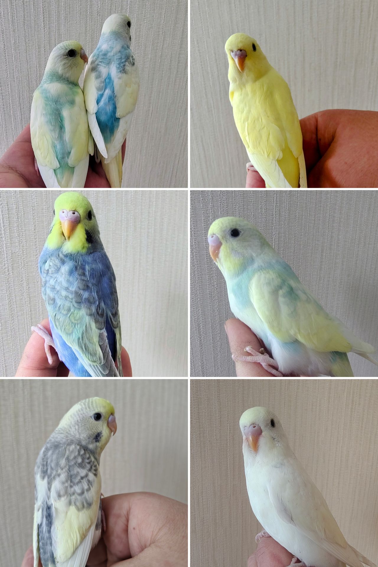 Волнистые попугаи