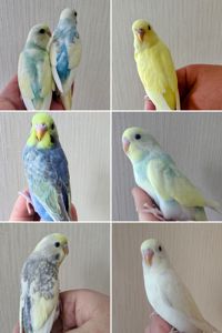 Волнистые попугаи