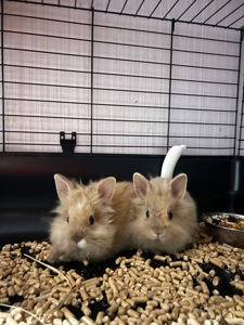 Продам двух карликових кроликів