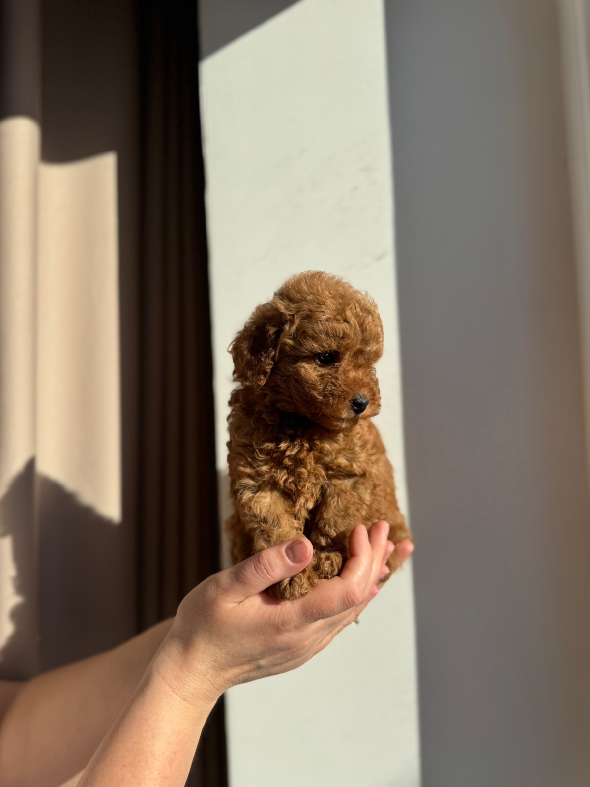 Щенки той пуделя