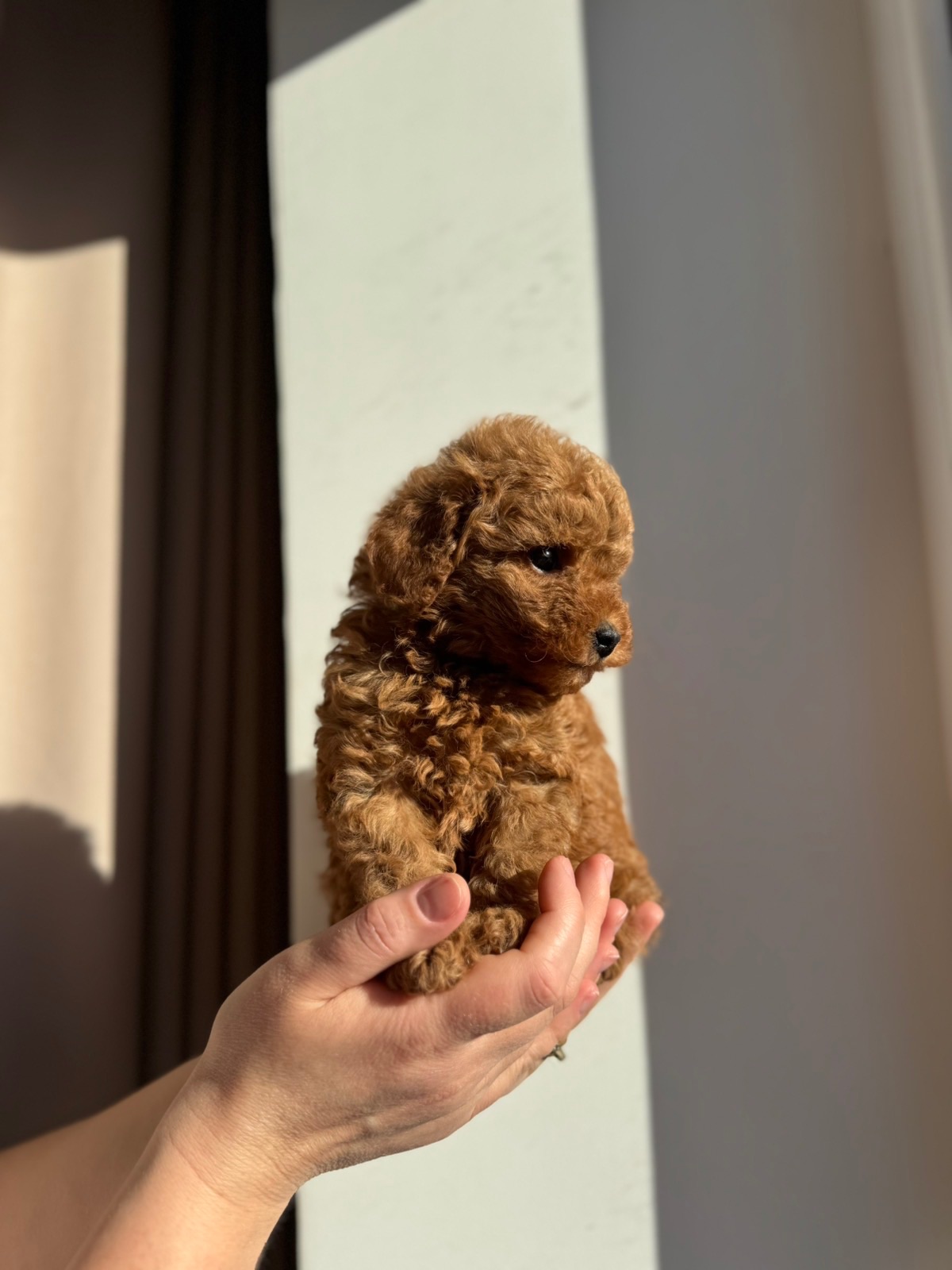 Щенки той пуделя