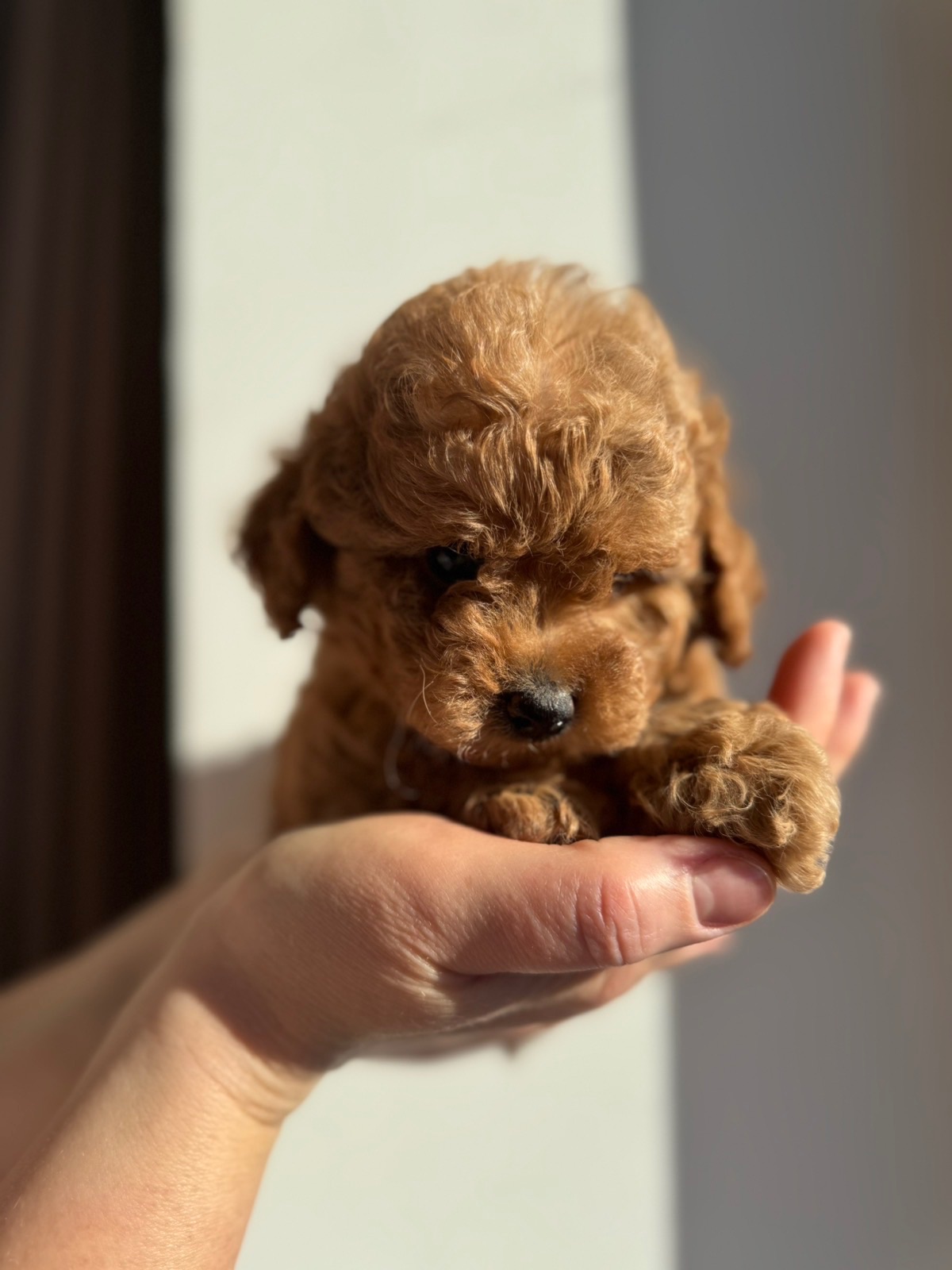 Щенки той пуделя