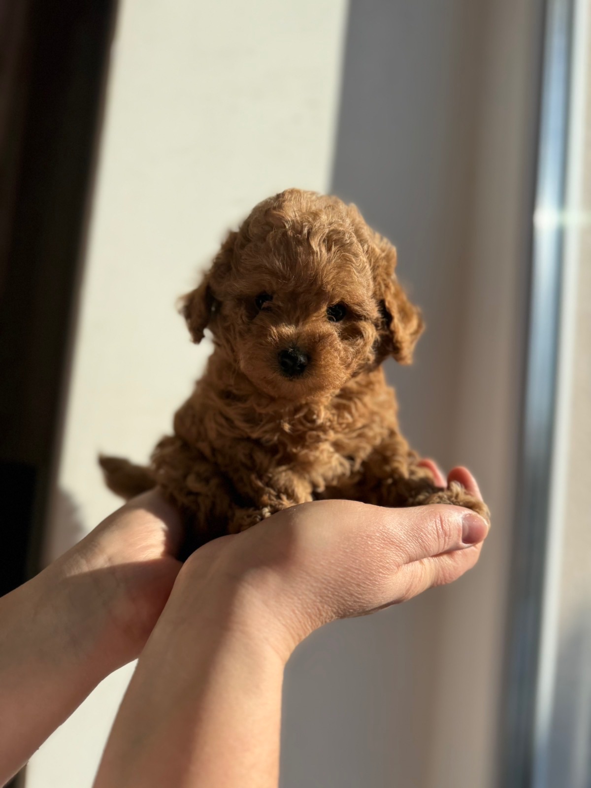 Щенки той пуделя