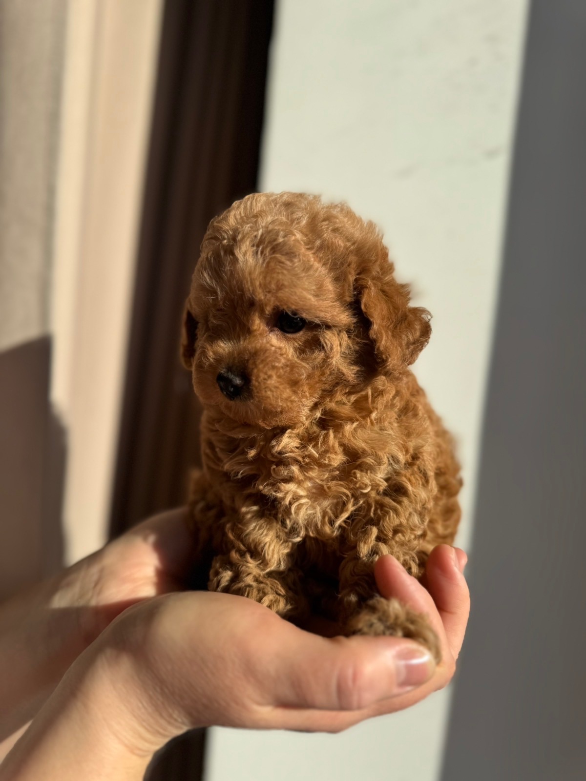 Щенки той пуделя