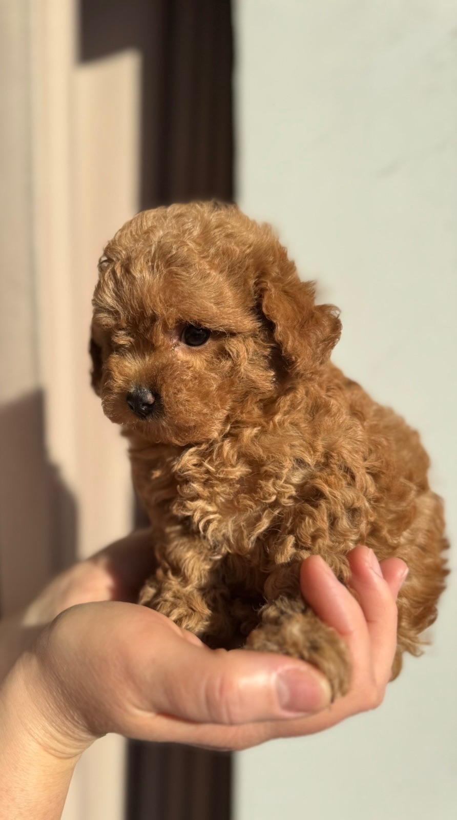 Щенки той пуделя