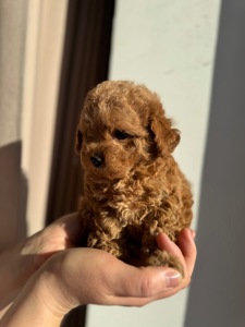 Щенки той пуделя