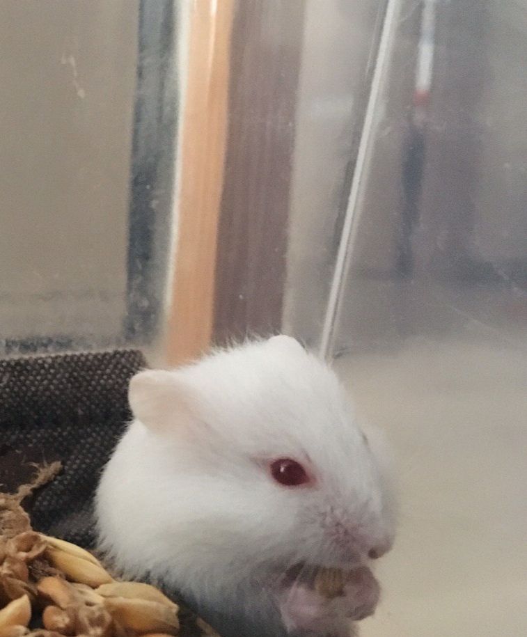 Джунгарські хом'які