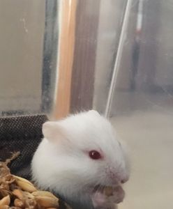 Джунгарські хом'які