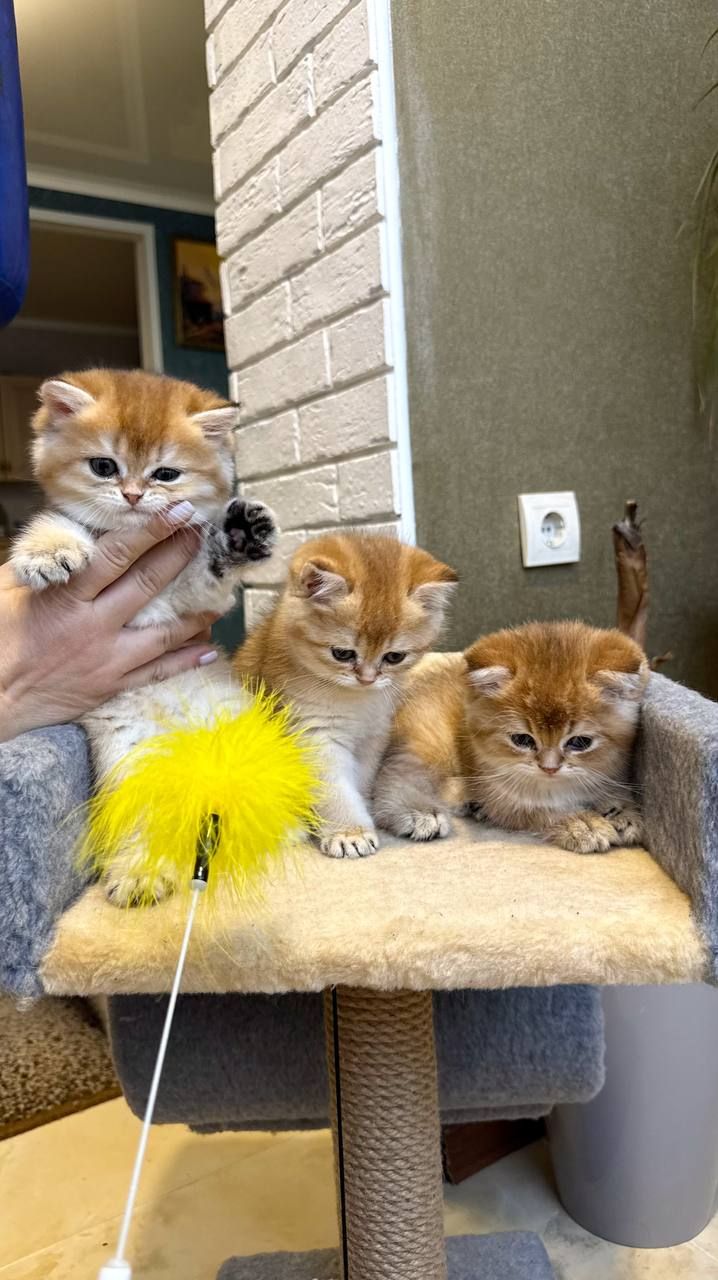 Британська короткошерста золота шиншила