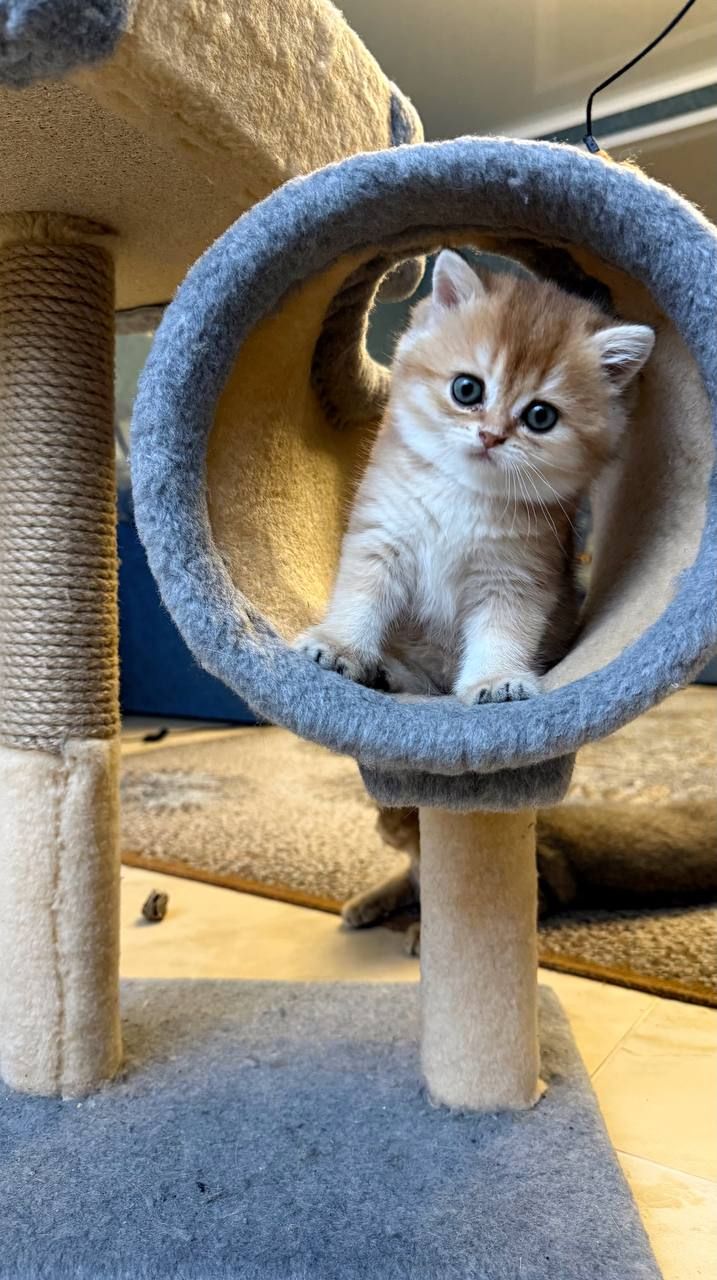 Британська короткошерста золота шиншила