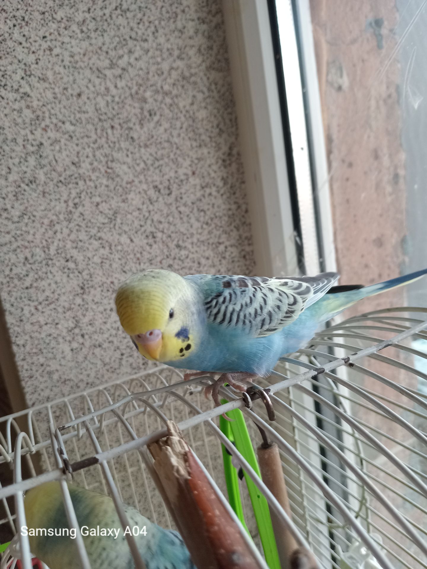 Хвилястий папуга