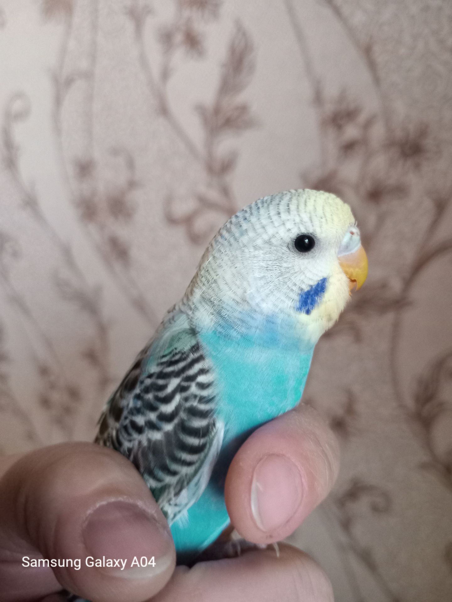 Хвилястий папуга