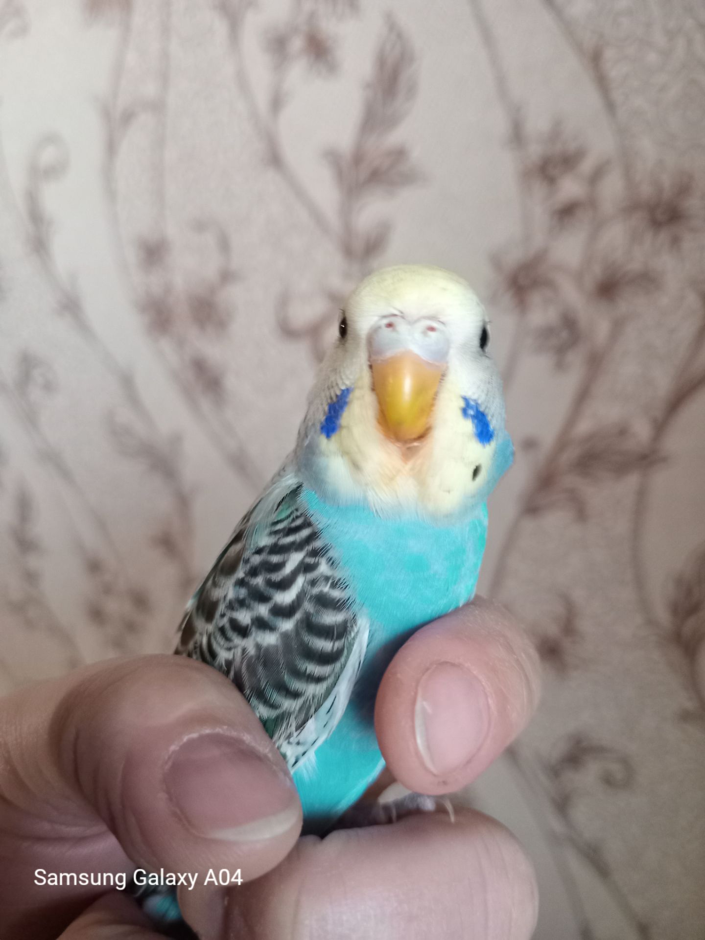 Хвилястий папуга