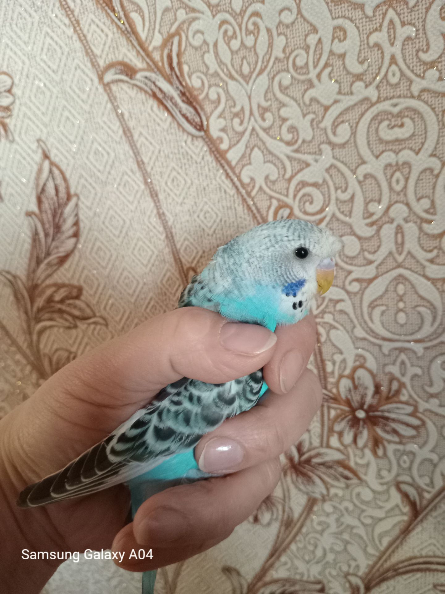 Хвилястий папуга