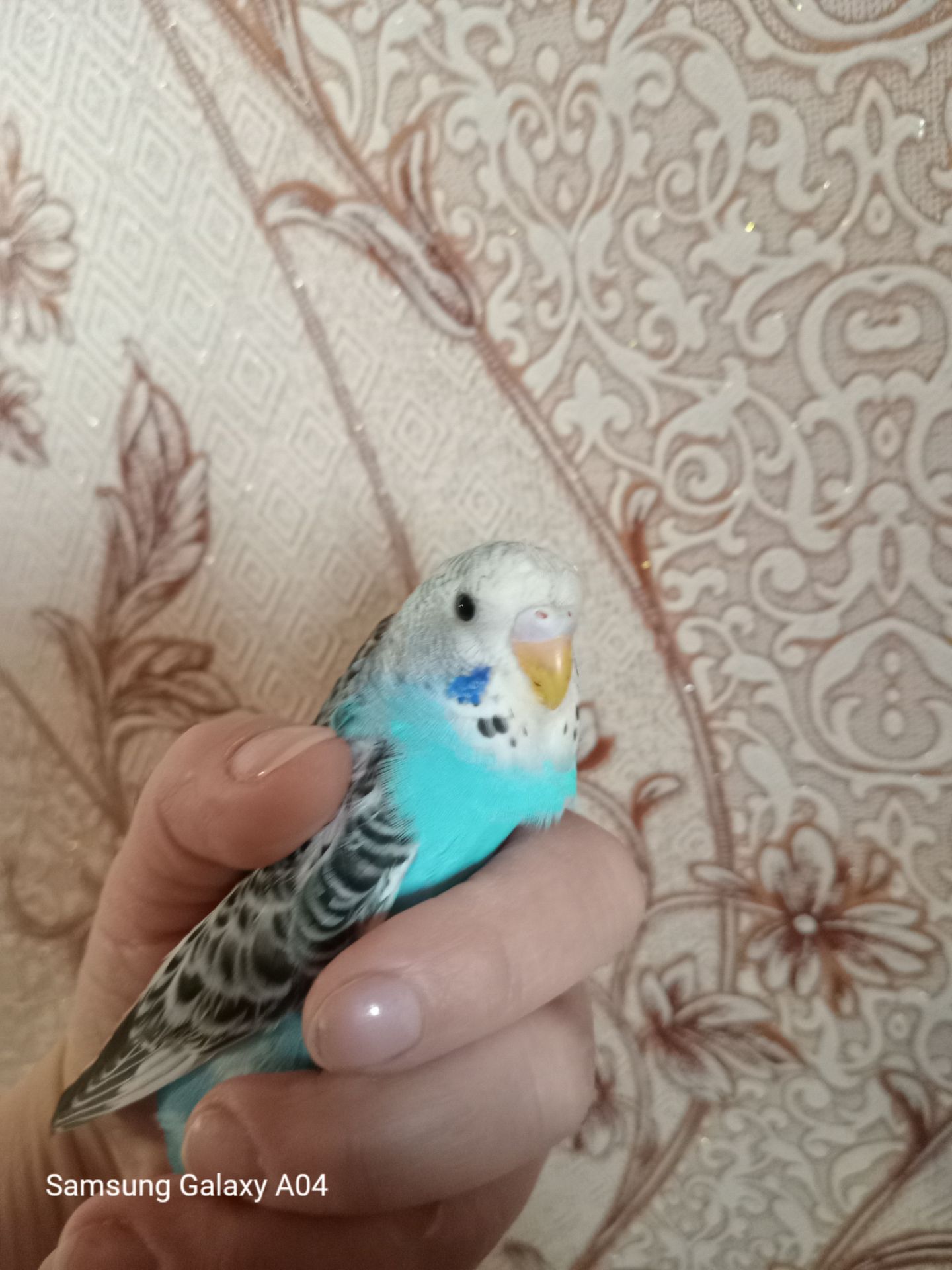 Хвилястий папуга