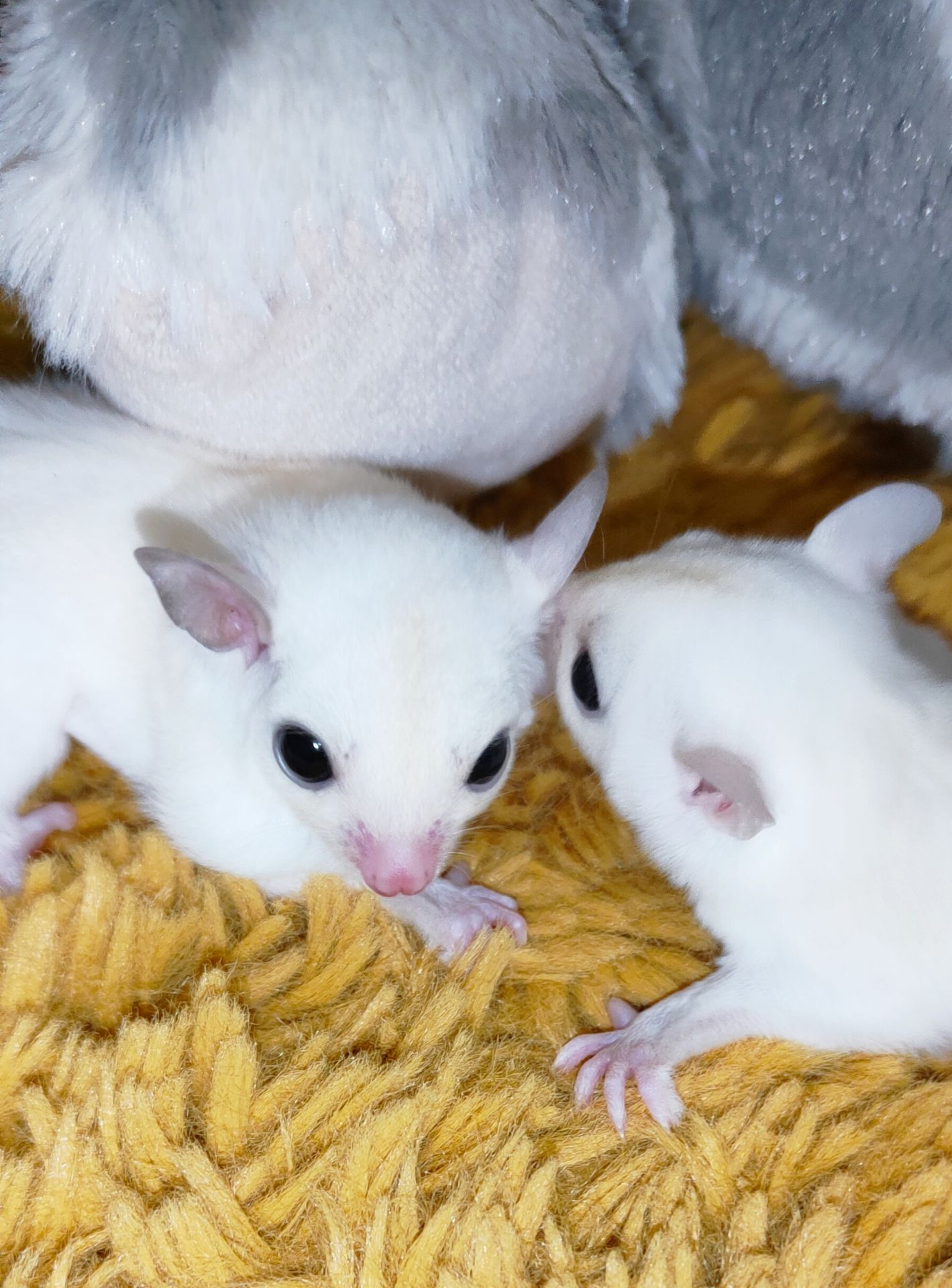 Цукровий поссум / Sugar glider