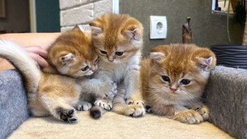 Британська короткошерста золота шиншила