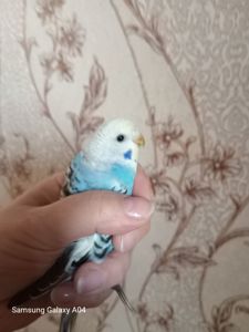 Хвилястий папуга