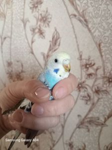 Хвилястий папуга