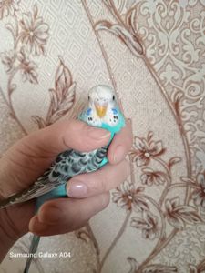 Хвилястий папуга