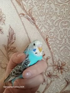 Хвилястий папуга