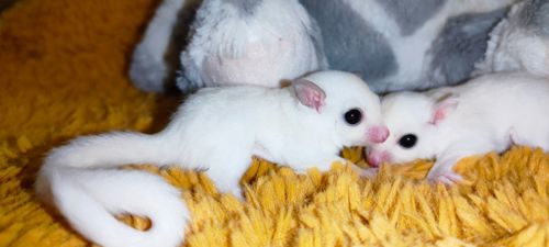 Цукровий поссум / Sugar glider