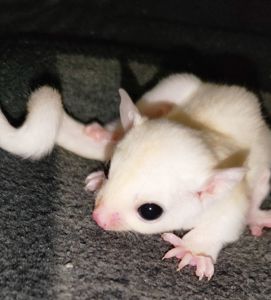 Цукровий поссум / Sugar glider