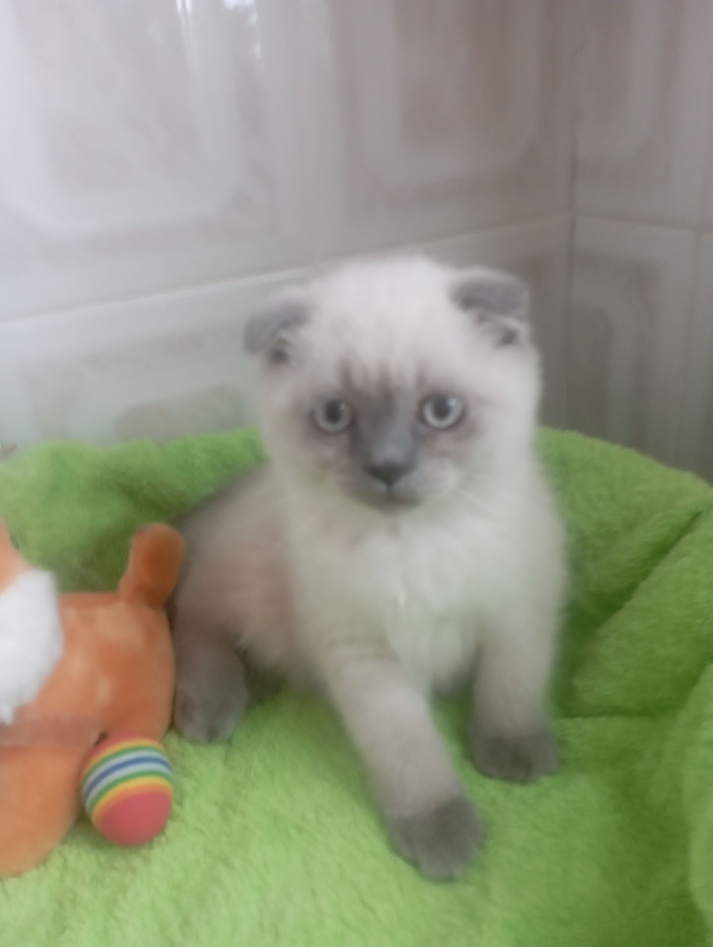 Найкращі дівчинка та Хлопчик ждуть свою родину люблячу