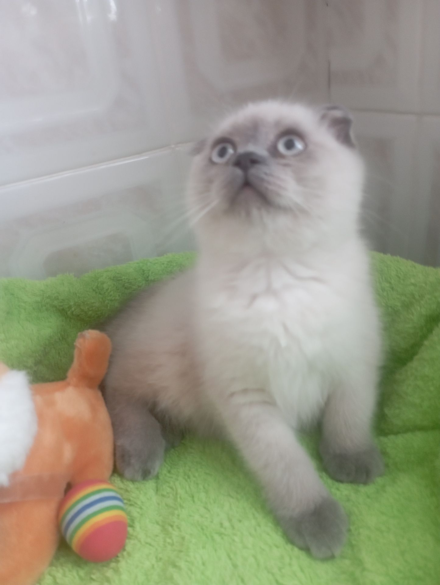 Найкращі дівчинка та Хлопчик ждуть свою родину люблячу