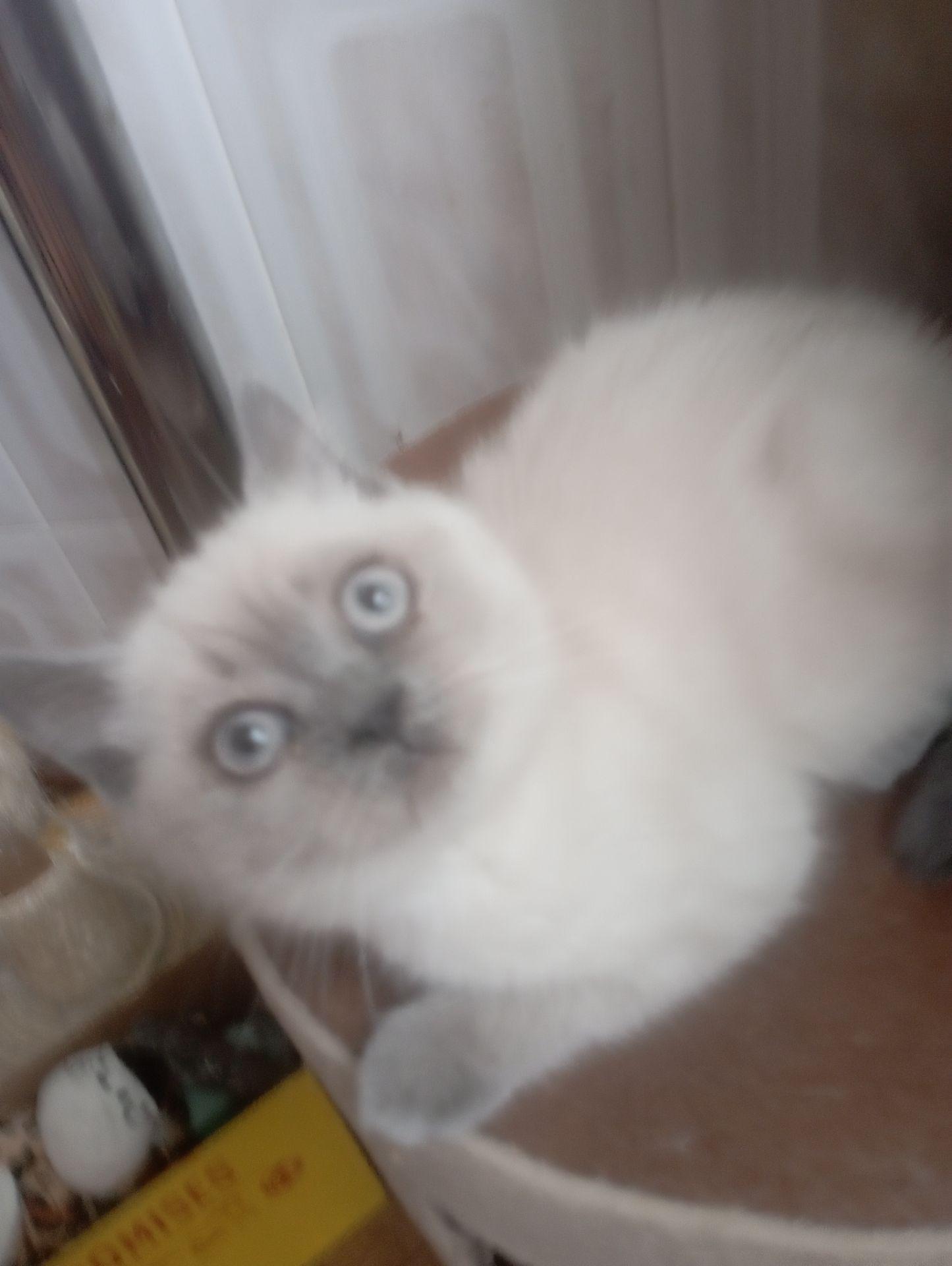 Найкращі дівчинка та Хлопчик ждуть свою родину люблячу