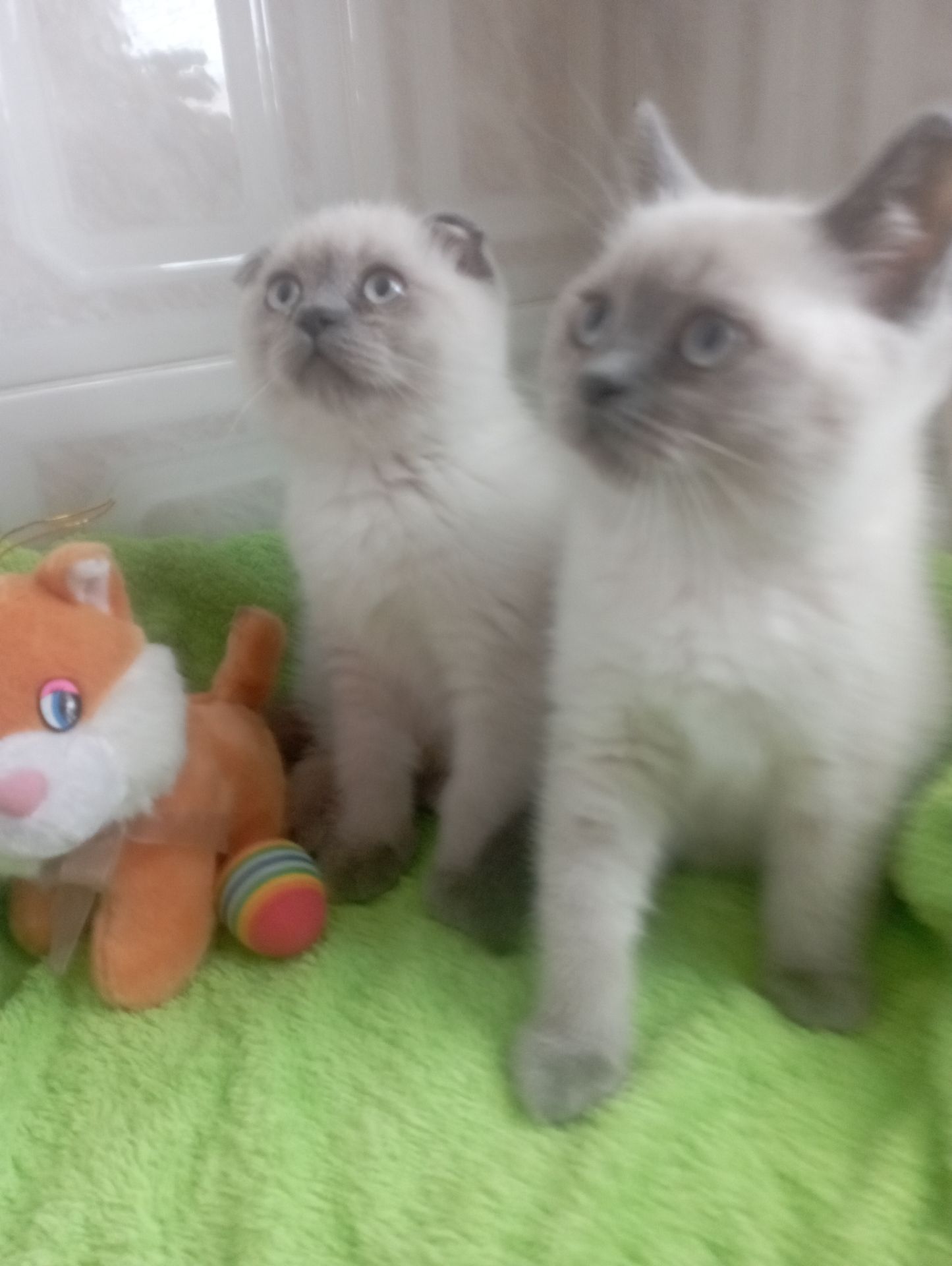 Найкращі дівчинка та Хлопчик ждуть свою родину люблячу