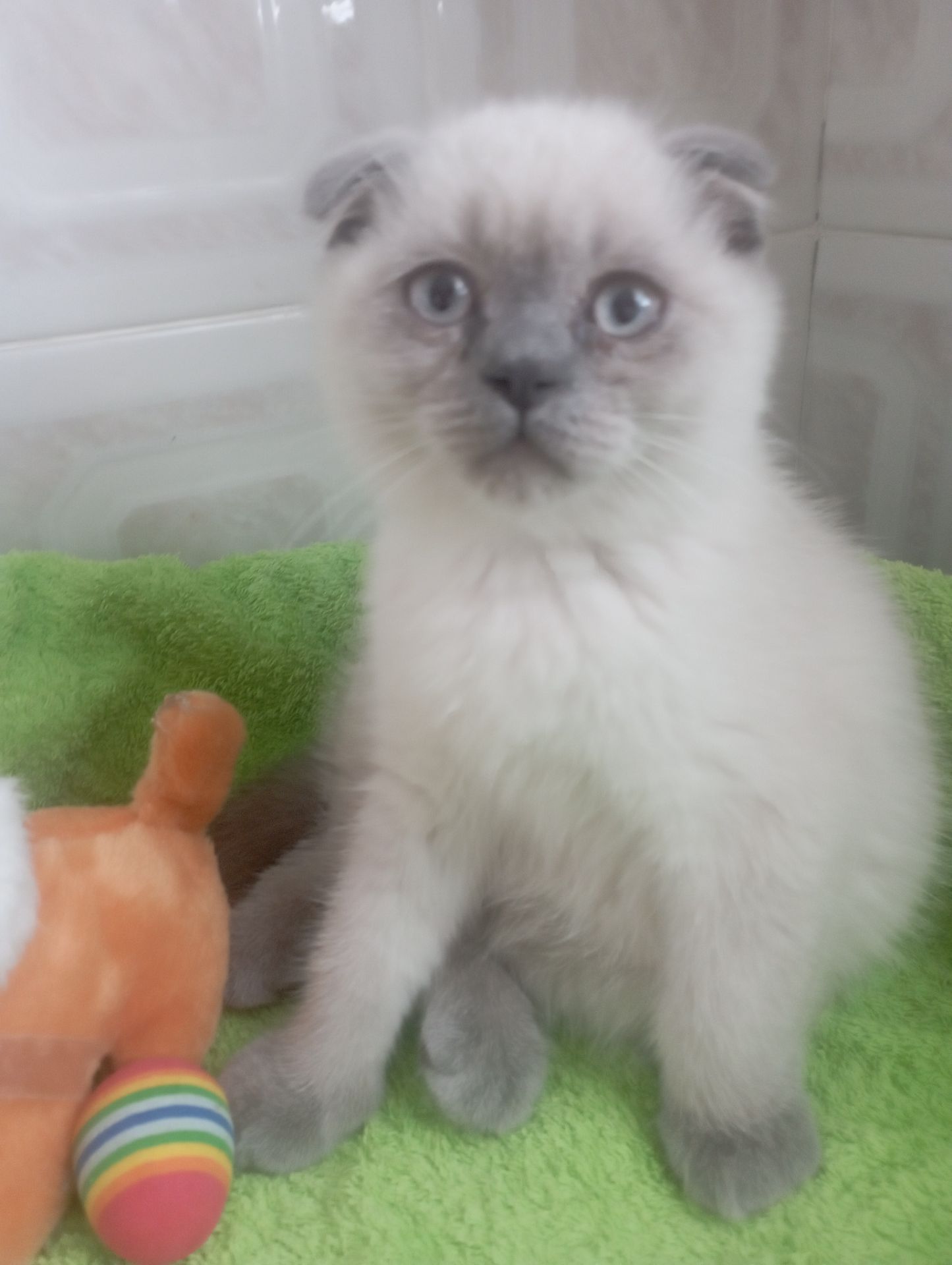 Найкращі дівчинка та Хлопчик ждуть свою родину люблячу