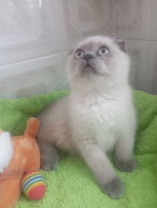 Найкращі дівчинка та Хлопчик ждуть свою родину люблячу