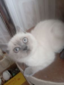 Найкращі дівчинка та Хлопчик ждуть свою родину люблячу