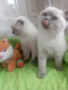 Найкращі дівчинка та Хлопчик ждуть свою родину люблячу