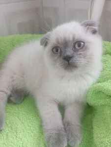 Найкращі дівчинка та Хлопчик ждуть свою родину люблячу