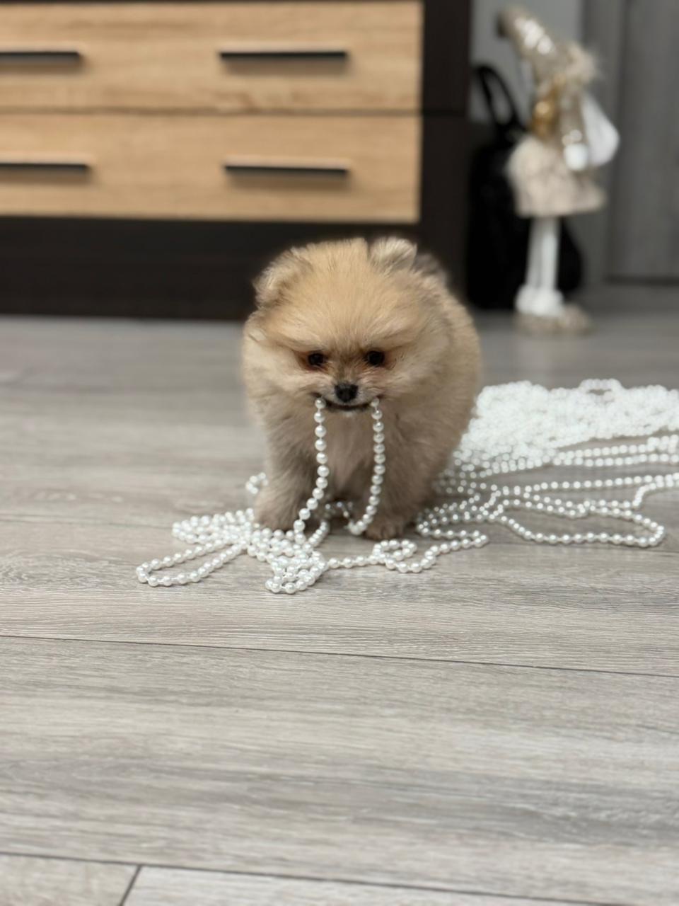 Хлопчик померанський шпіц