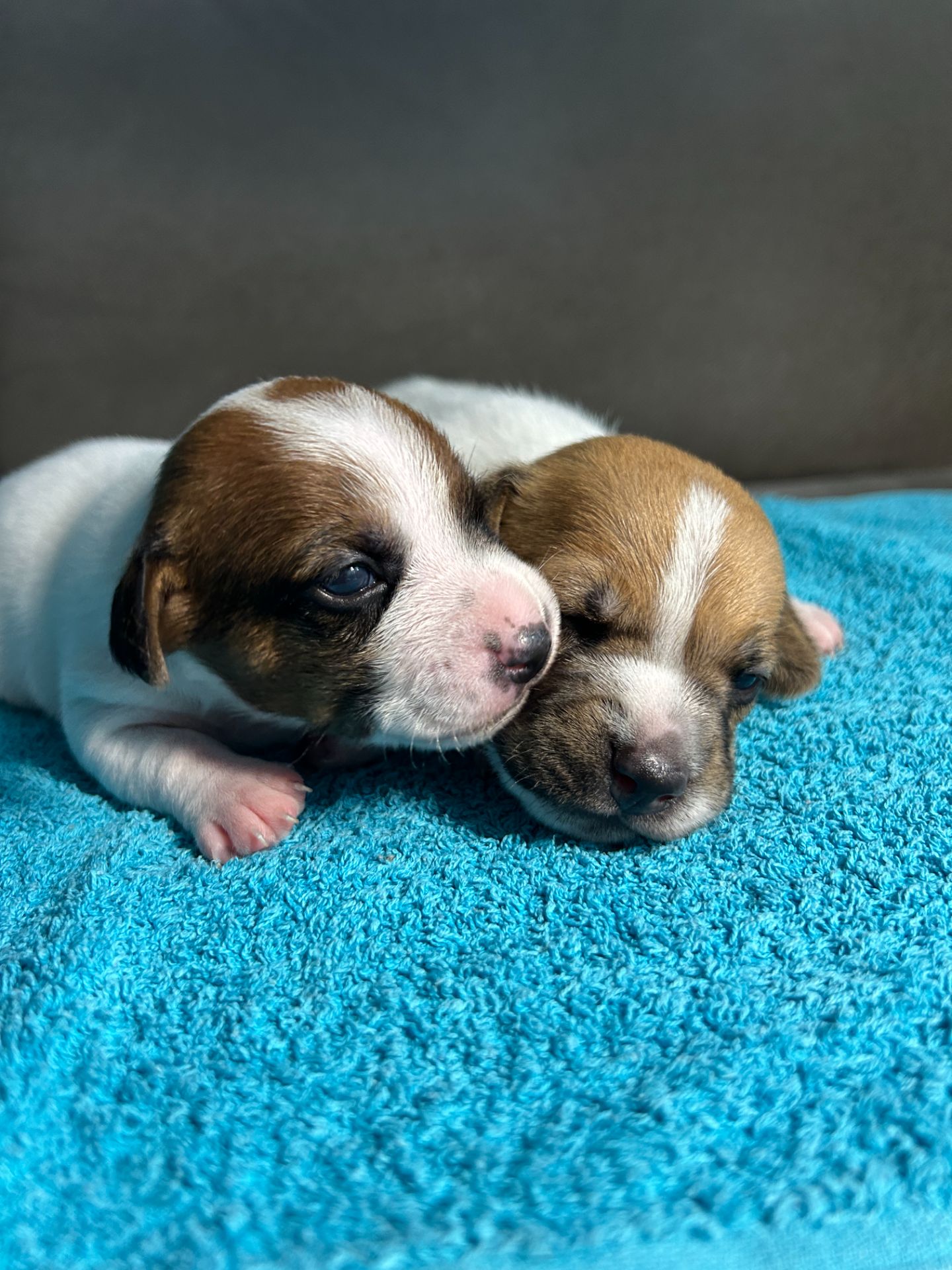 Цуценята Джек рассел терєр