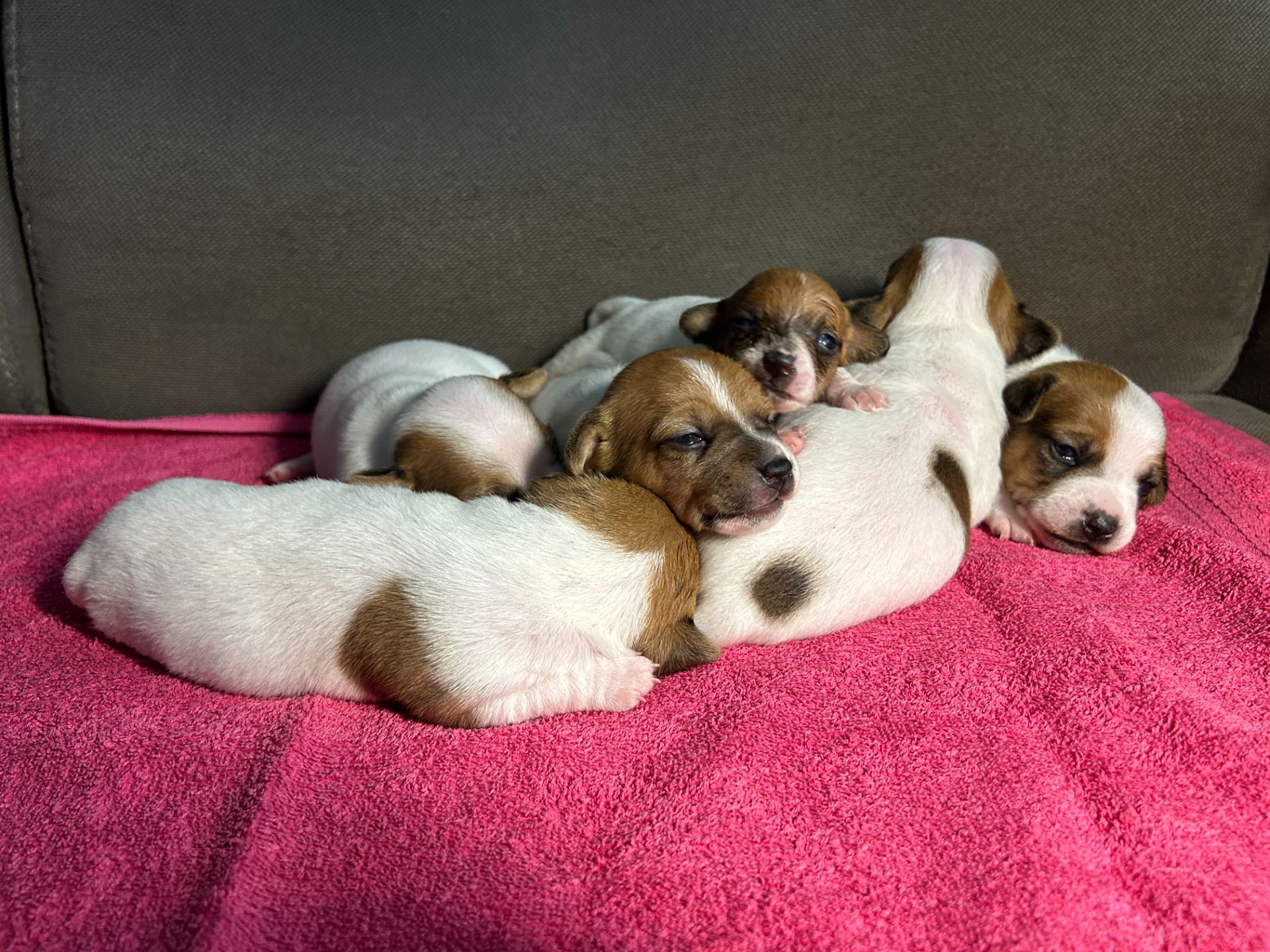 Цуценята Джек рассел терєр