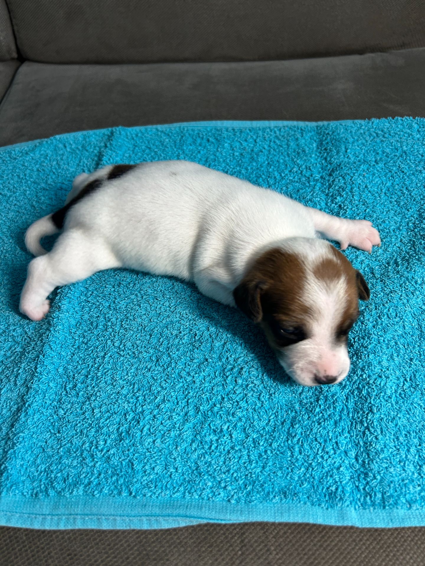 Цуценята Джек рассел терєр