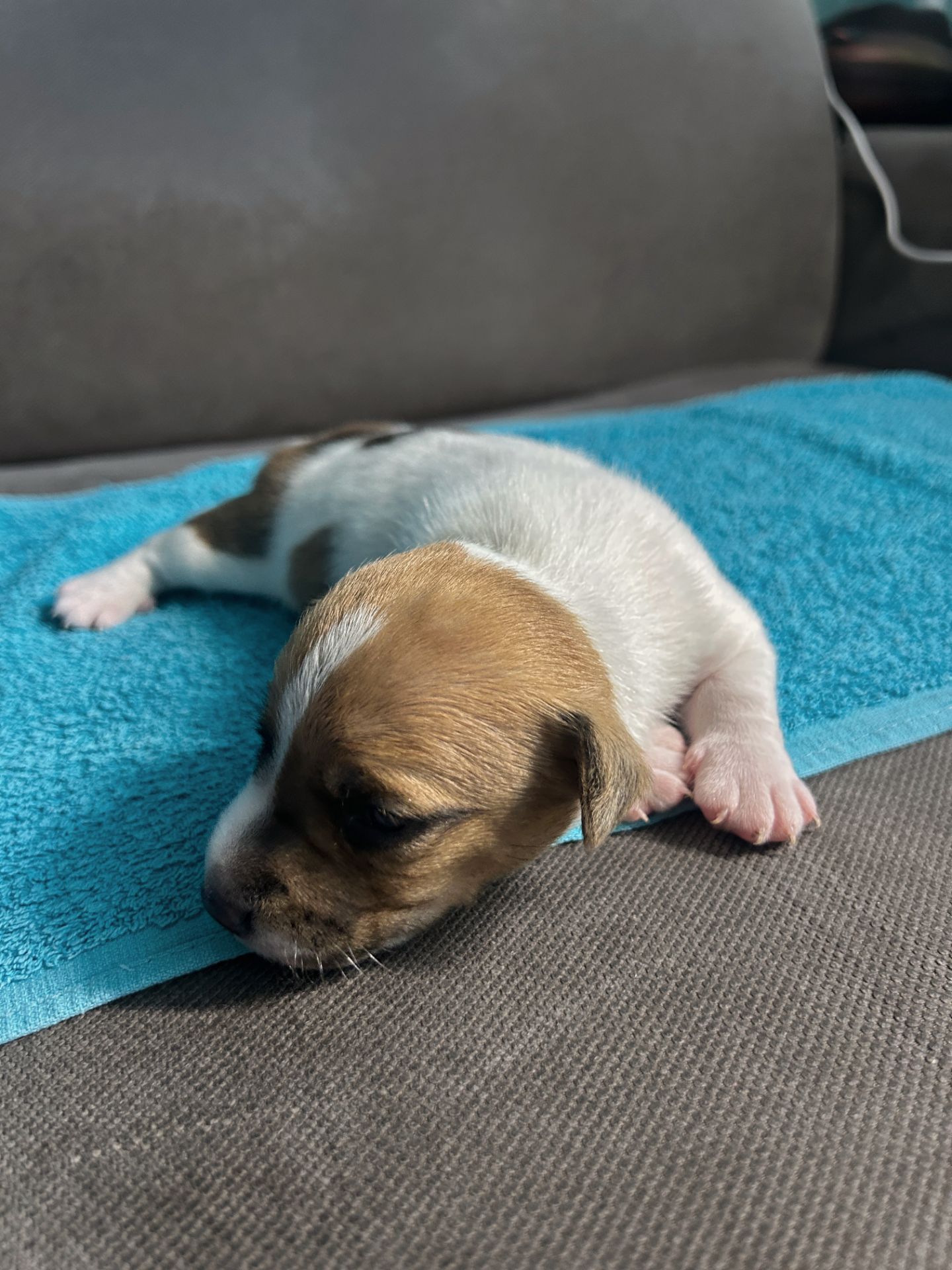 Цуценята Джек рассел терєр