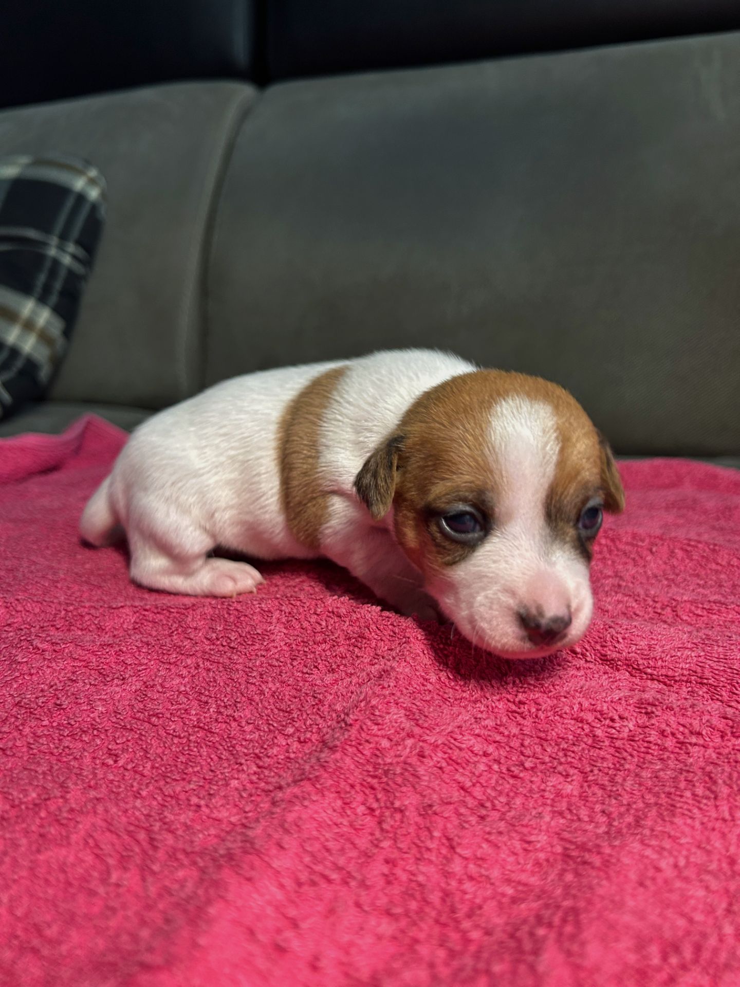 Цуценята Джек рассел терєр