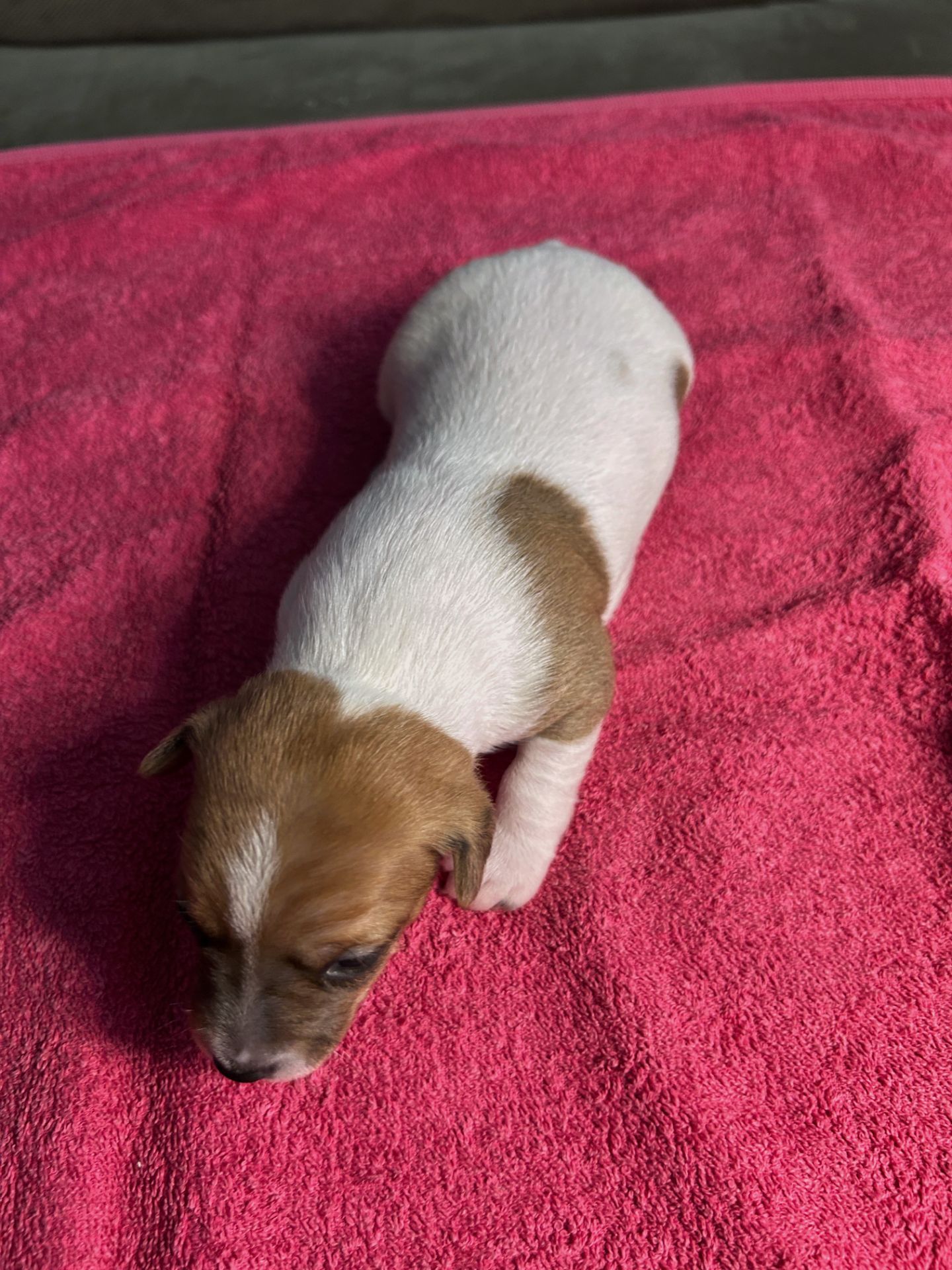 Цуценята Джек рассел терєр