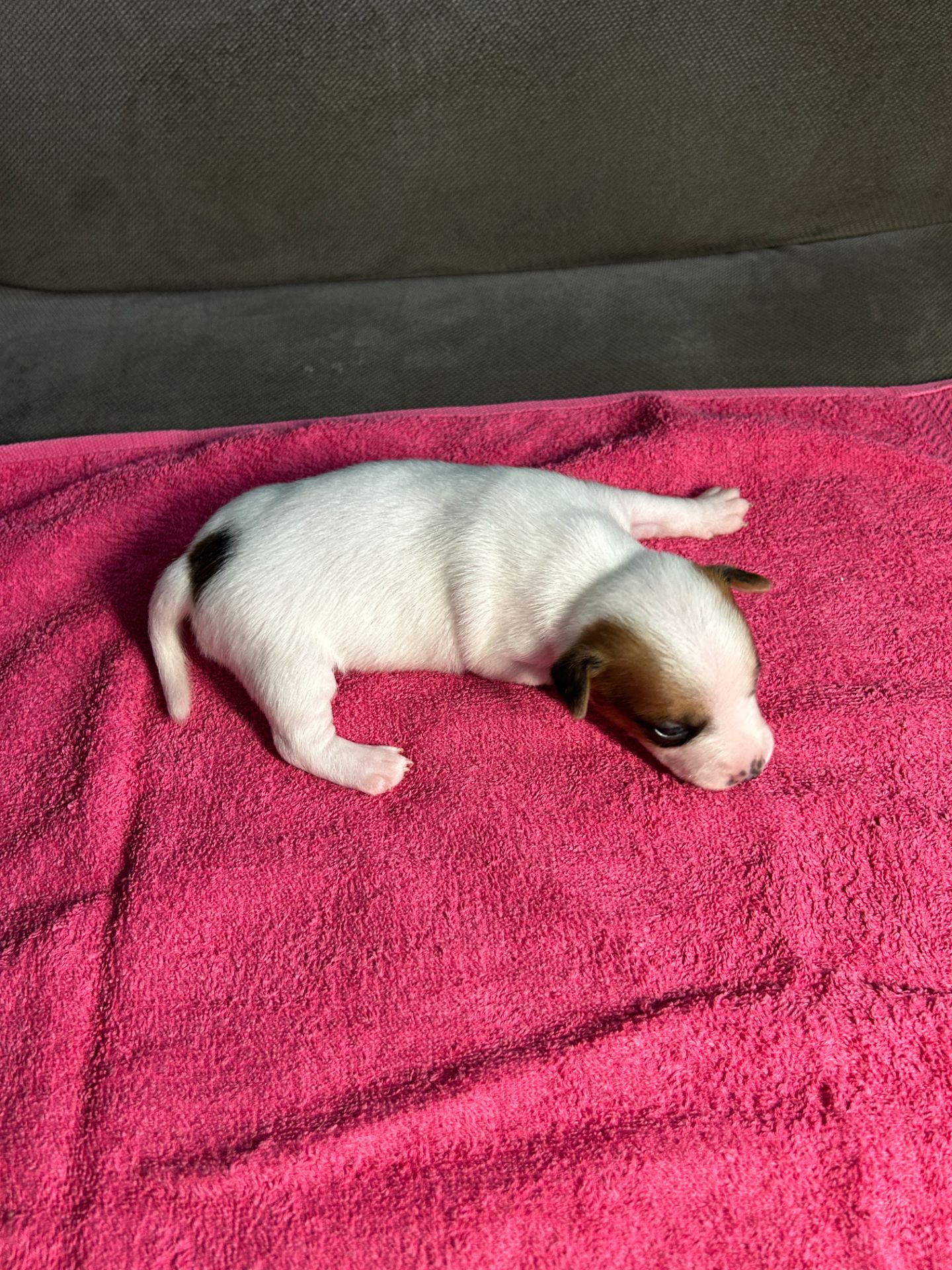 Цуценята Джек рассел терєр