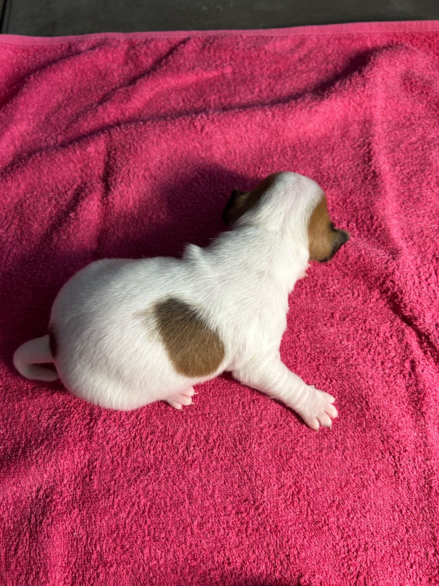 Цуценята Джек рассел терєр