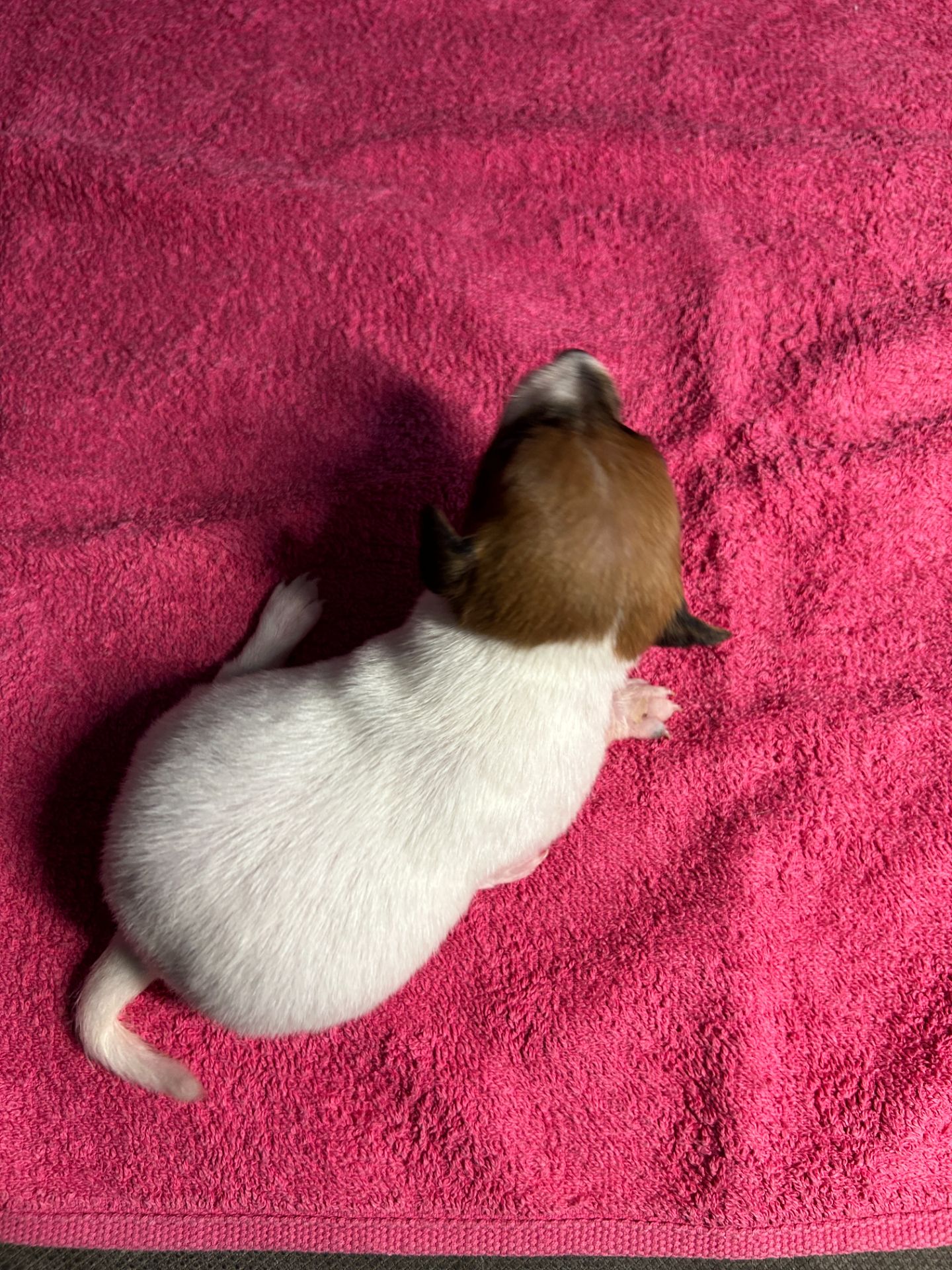 Цуценята Джек рассел терєр